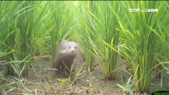 超萌！稀客「食蟹獴」現苗石虎無毒田
