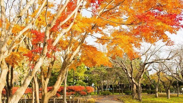 日本紅葉美如畫　北海道秋遊賞楓泡湯