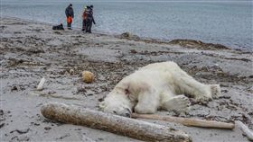 挪威,北極熊,保安,攻擊,擊斃（圖／翻攝自Ottawa Citizen's Twitter）