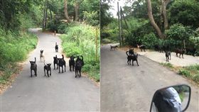 回家被30隻狗堵路！騎士遭追扯褲管 嘆：要等到出事嗎
圖／翻攝自臉書「爆料公社」