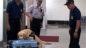 澎湖反毒保淨土 緝毒犬機場港口把關