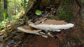 16:9
靈芝
圖／翻攝自維基百科