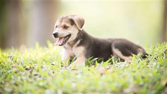 近八成「門外犬」　深陷寄生蟲高風險