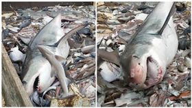 美國,羅得島,大白鯊,放生,鯊魚(圖/翻攝自Michael Lorello臉書)