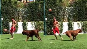 當梅西的狗真慘！想玩球…完全碰不到
足球,西甲,巴塞隆納,阿根廷,梅西,寵物,波爾多獒犬
https://www.youtube.com/watch?v=r9KNHlSleFc