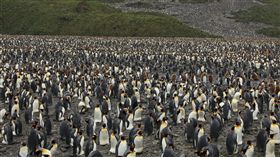 冷氣關掉！國王企鵝數量呈滅絕式暴跌
科雄島,Ile aux Cochons,國王企鵝,全球暖化,冷氣,滅絕
https://flic.kr/p/9HpUMi
（圖／攝影者Liam Quinn, Flickr CC License）