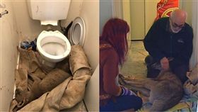 袋鼠,澳洲,民宅,破壞,墨爾本,保育,生活,居住,動物　圖／翻攝自YouTube https://goo.gl/DhMFyP