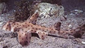 3賊闖水族館…竟用嬰兒車「偷鯊魚」
美國,聖安東尼奧,水族館,鯊魚,偷竊,嬰兒車,惡作劇電話
https://www.nbcnews.com/news/us-news/thieves-snatch-shark-san-antonio-aquarium-wheel-it-out-baby-n895956