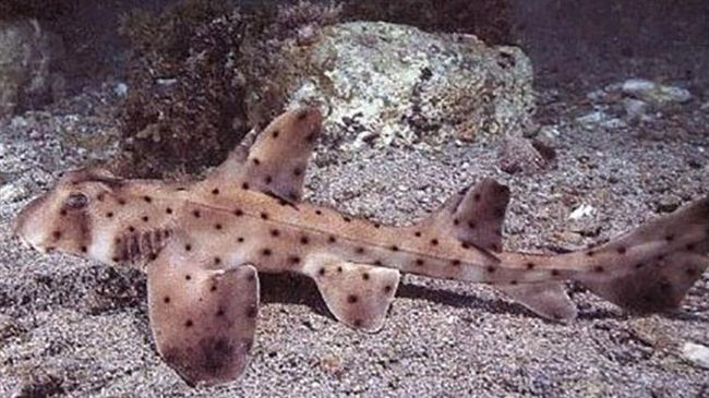 3賊闖水族館…竟用嬰兒車「偷鯊魚」