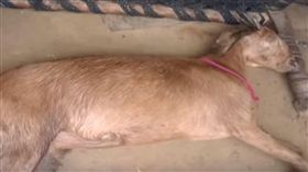 印度,性侵,懷孕,母羊,集體,悔意,飼主,山羊,Haryana印度,　圖／翻攝自YouTube https://goo.gl/1vvEVC