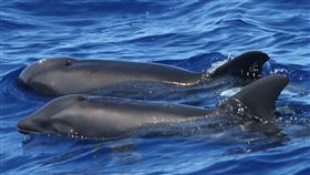 美國,混種,動物,鯨魚,海豚　圖／翻攝自臉書