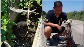 用完當垃圾丟！5隻繁殖犬被割聲帶　丟大排溝等死
（徐園長護生園臉書）