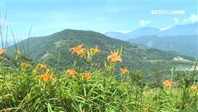 衛星導航帶到死路 尋金針山花海迷航 