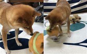  柴柴VS豆三郎　絕對要叼起的狗對上跳不停的娃娃（圖／翻攝自sunny_rei_32 IG）柴犬,玩偶,豆三郎,震動,纏鬥,日本