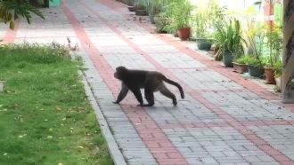 獼猴亂入幼稚園！小朋友嚇得驚聲尖叫