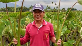 芋頭,潘文政,高樹鄉,檳榔心芋