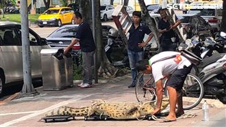 抗議動保法禁殺令　他牽2米巨鱷抗議