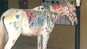 巴西,馬術營,白馬,虐待,畫圖（圖／翻攝自J Serafim Show臉書）