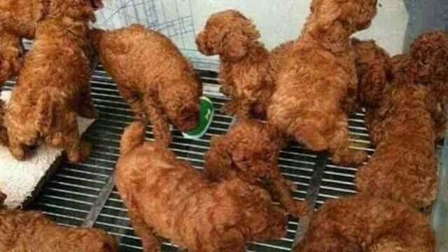 貴賓狗害大家餓了　捲成一團像炸雞