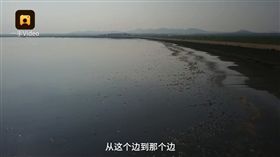 遼寧連日高溫，水庫裡大量魚群缺氧死亡。（圖／翻攝自梨視頻）
