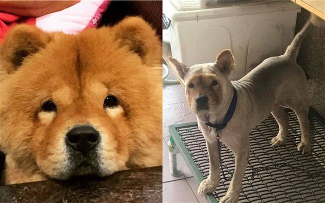 怕牠太熱！阿嬤把鬆獅犬剃成哀怨土狗
