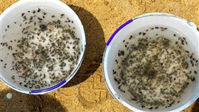 5所國內水產科系 澎湖放流10萬隻沙蟹苗