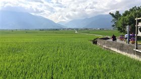 池上田野圖,農地,稻田,鄉村