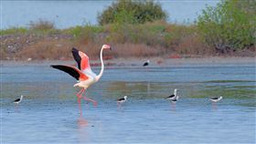 高雄永安濕地現嬌客　候鳥紅鶴一待月餘