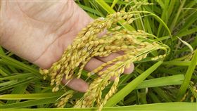 畜牧排泄物再利用　稻作蔬果產量增加