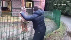 母湯惹動物！男子挑釁公牛不要命　遭拋遭撞一秒GG