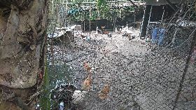 22隻雞不翼而飛　研判是黑熊所為（1