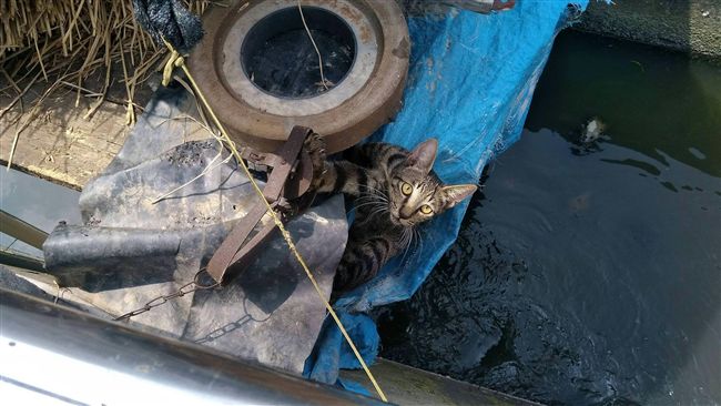 浪貓遭路邊捕獸夾夾斷腿　網友氣炸！