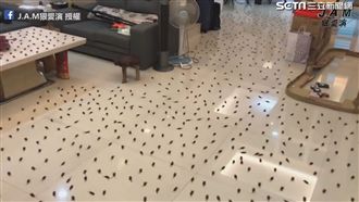 踏進蟑螂地獄　弟弟「倒車」轉頭逃