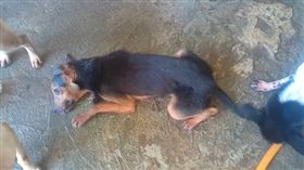 嘉義,狗,忠犬,眼鏡蛇,毒蛇,搏鬥,命危（圖／翻攝畫面）