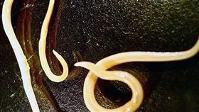 西伯利亞,線蟲,解凍,病毒,傳染（圖／翻攝自siberiantimes）