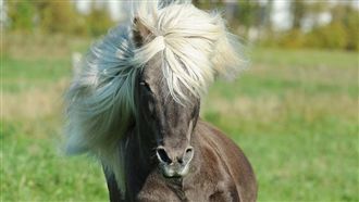 千年來血統最純冰島馬　腳法獨步全球