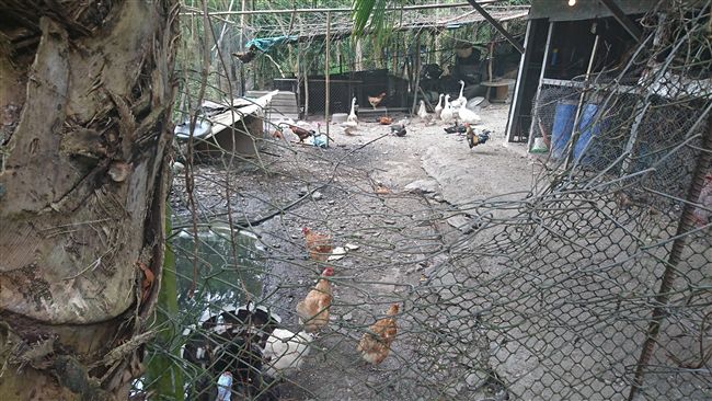 雞舍22隻雞竟陸續消失?　村民擔憂