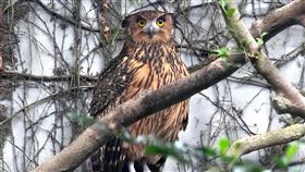 動物園延長開放 觀察貓頭鷹最佳時機