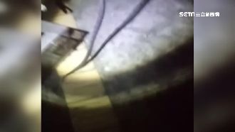 1米長眼鏡蛇夜闖警局　警嚇到吃手手