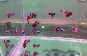 屏東舉辦首屆觀賞魚國際交流賽（3）