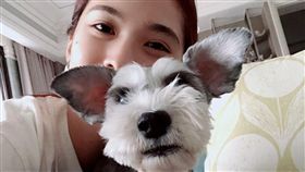 楊丞琳曝愛犬術後化驗報告，直言情況不佳。（圖／翻攝自IG）