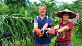 無毒農法種植火龍果　網路銷售獲好評台中東關農園主人何全進（左）與邱玉晴（右）夫婦以無毒農法種植火龍果，並申請有機栽培技術輔導。農園位於海拔600多公尺、日夜溫差大，種出的火龍果碩大甜美，透過網路銷售，頗受網友好評。中央社記者蘇木春攝　107年8月4日