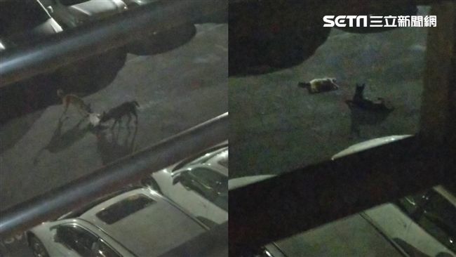 信義區驚現兇狠狗群　咬死街貓還守屍