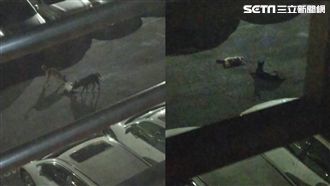 信義區驚現兇狠狗群　咬死街貓還守屍
