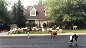社區遭百隻山羊入侵　花花草草全嚼光
美國,愛達荷,山羊,草皮,景觀,園藝,Boise
翻攝自推特
https://twitter.com/KTVBJoe/status/1025385069760790529