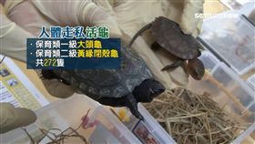 腿綁279隻龜鼠闖關　3女怪姿露餡
SOT
金門,走私,活體動物,闖關,烏龜,松鼠,保育
