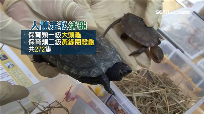 腿綁279隻龜鼠闖關　3女怪姿露餡