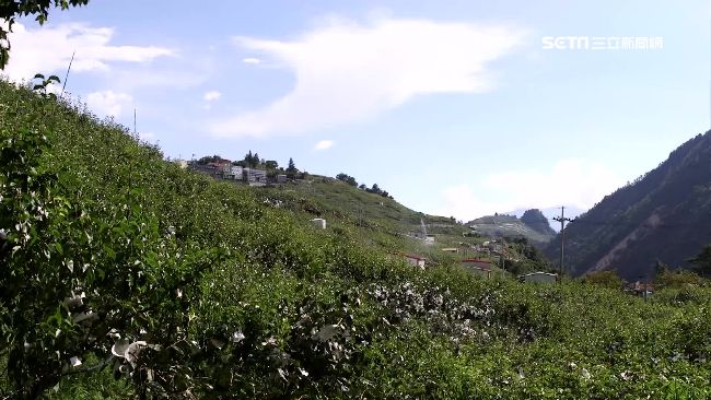 梨山賞景摘水蜜桃　揪團淨山再送旅費