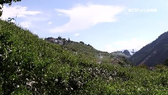 梨山賞景摘水蜜桃　揪團淨山再送旅費