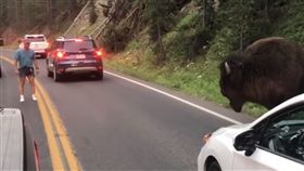 野牛,滋擾,規則,搗亂,攻擊,理論,黃石公園,美國,Yellowstone National Park,動物　圖／翻攝自YouTube https://goo.gl/x1LNTQ